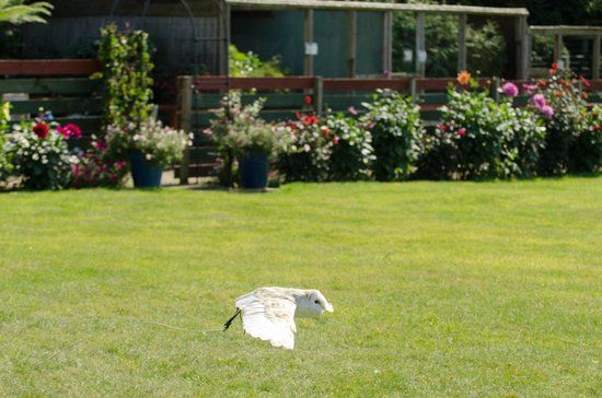 Huxley's Birds of Prey Centre and Gardens